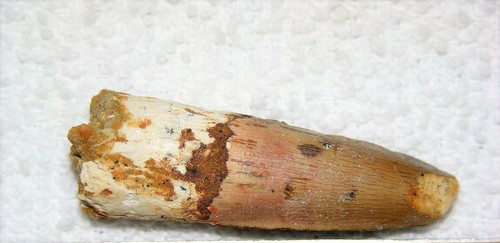 Spinosaurus tooth dinosaur - spinosaurus,