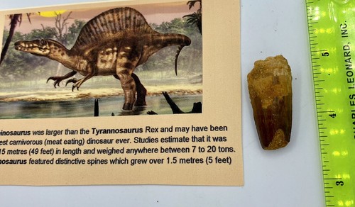 Spinosaurus tooth - 1/2”,