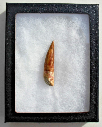 Authentic spinosaurus - authentic, 2.0"