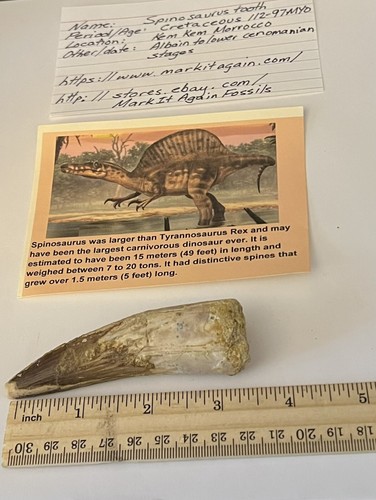 Spinosaurus tooth dinosaur - spinosaurus,