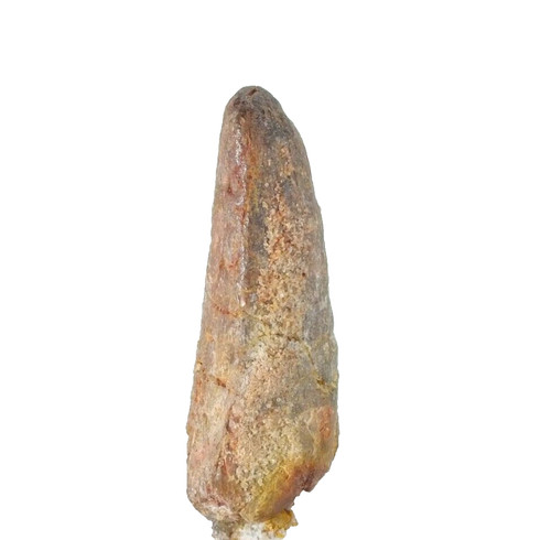 Dinosaur tooth spinosaurus - dinosaur,